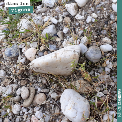 Photo de nos galets sur la parcelle de Cazebonne. C'est sur ce terroir que l'on produit le parcel...