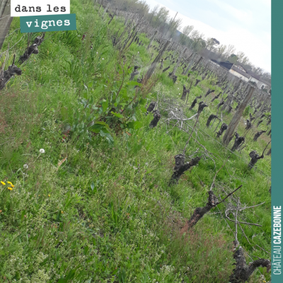 Jamais de sols à nu dans nos vignes. Maintenant, il va falloir gérer l'herbe sous le rang et ne p...