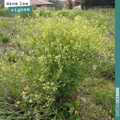 Le colza est devenu invasif sur une parcelle où l'on a fait des plantations l'année dernière. Res...