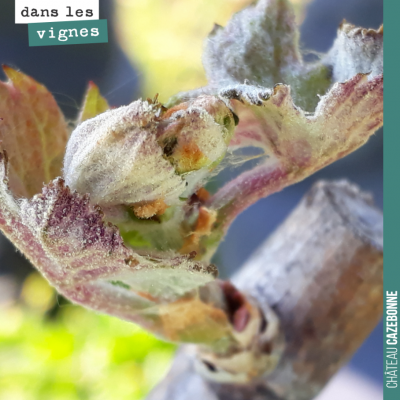 Les feuilles commencent désormais à pousser un peu partout. Tous les bourgeons seront sortis sous...