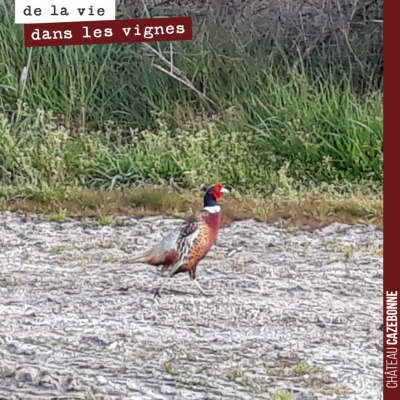 Notre ami faisan est de retour, aux abords de la parcelle de Cazebonne.