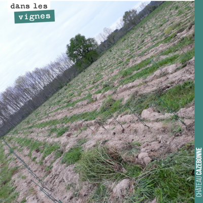 Le travail au cheval a permis de nettoyer toute l'herbe autour des pieds de vigne de notre planta...