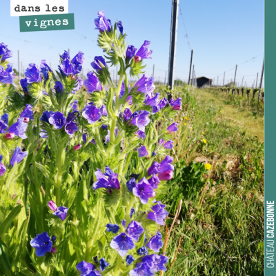 De la vipérine faux plantain au bout des rangs de vigne.