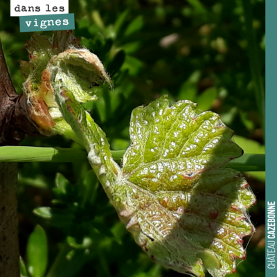 Jolies feuilles de vigne.