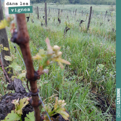 On n'est pas à l'avance sur cette parcelle tardive de cabernet-sauvignons sur l'îlot de Cazebonne...