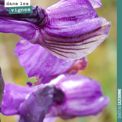 Jolies fleurs dans les vignes de Mounissens !