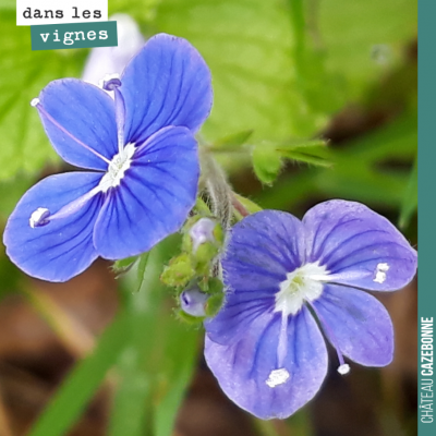 Magnifique fleur de véronique petit chêne. Bonne journée !