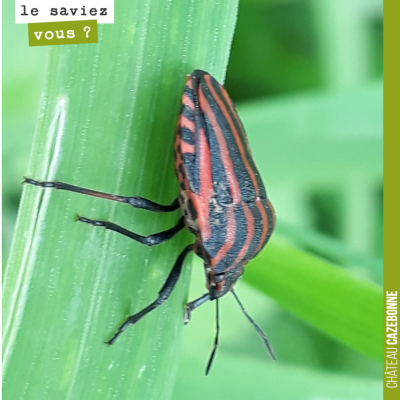 Petit insecte dans les vignes. Vous connaissez son nom ?