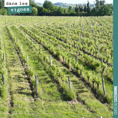 La vigne de Peyron depuis notre bureau. Ça pousse très vite avec les chaleurs de cette semaine. I...