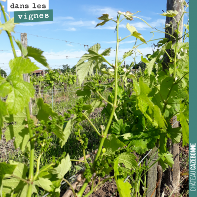 Avec ces chaleurs, la vigne pousse vite, très vite. On a jusqu'à 3 semaines d'avance selon les pa...