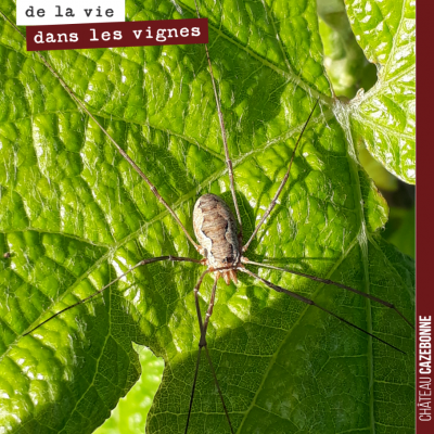 Araignée du matin, chagrin, araignée du midi, souci, araignée du soir, espoir... Saviez vous que ...