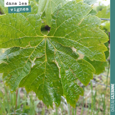 Dégâts de la grêle sur cette feuille. Mais ce stress ne peut que fragiliser la plante. Gare au mi...