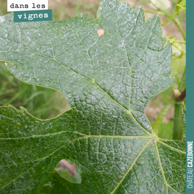 Une tache de blackrot, mais la vigne est quand même très belle cette année. On verra à partir de ...