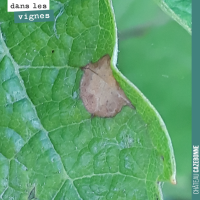 Quand on voit une brûlure de cigarette sur une feuille, c'est la marque du blackrot. Il est parto...