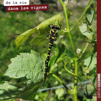 Clin d'œil de notre voisin au Château de Respide avec cette libellule photographiée dans ses vign...