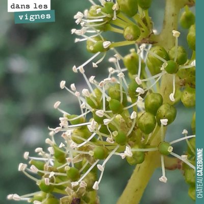 La floraison a également commencé sur nos parcelles de cabernet-sauvignon les plus précoces. Ici,...