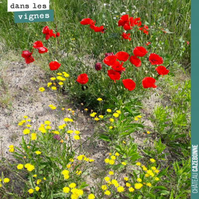 On vous offre ces jolis coquelicots pour finir la journée.