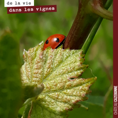 Mais où est ce qu'elle va bien pouvoir se cacher, cette jolie coccinelle ?