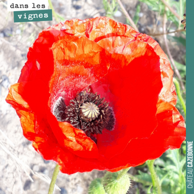 Ce coquelicot va lâcher au vent quelques milliers de petites graines. Bonne journée !