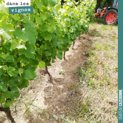 Pas toujours le cas, mais on adore quand on peut tenir nos vignes dans cet état ! On est débordé ...