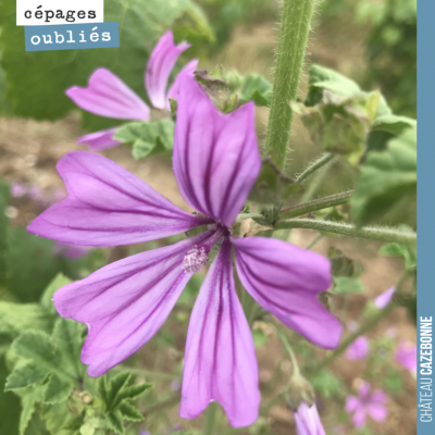 Jolies mauves dans les plantations de cépages oubliés. Bon, il faut reconnaître que c'est parce q...