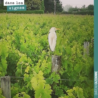 Une aigrette, paisible, attend que notre travail sous le rang lui révèle quelques vers de terre.