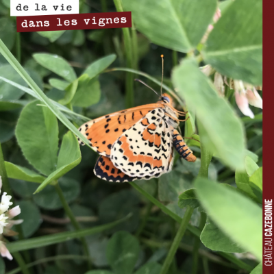 Joli papillon dans les trèfles !