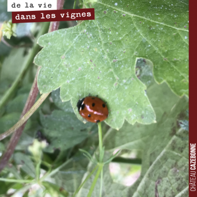 Petite coccinelle du matin. Bonne journée.