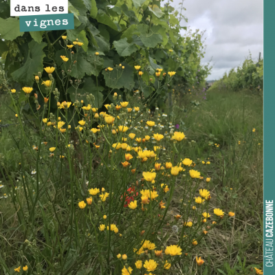 Coquelicots et renoncules se plaisent dans les vignes en Bio.