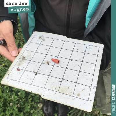 Comptage sur un piège à insecte des ravageurs de la vigne chez notre voisin Château Magence. Cela...