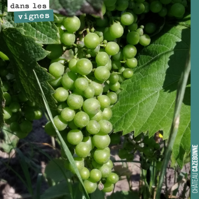 Fermeture de grappe sur nos merlots les plus précoces (ici sur les parcelles de Peyron). Les vend...