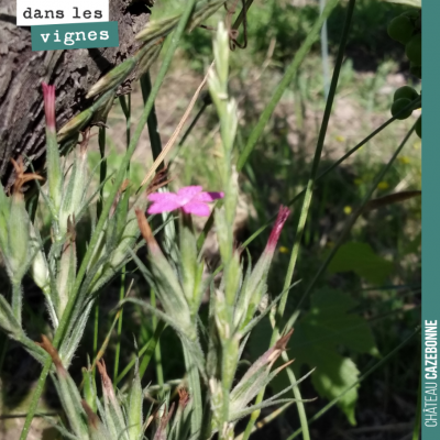 Un œillet armeria dans les vignes, bien calé contre un cep, et que nos outils de désherbage ont é...