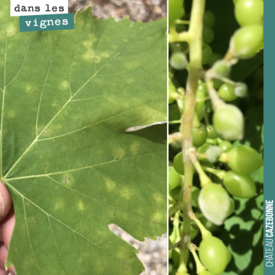 Connaissez vous cette maladie de la vigne ? Il s'agit de l'oidium. C'est l'un des fléaux qui peuv...