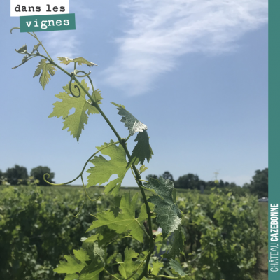 La vigne liane s'élance vers le ciel.