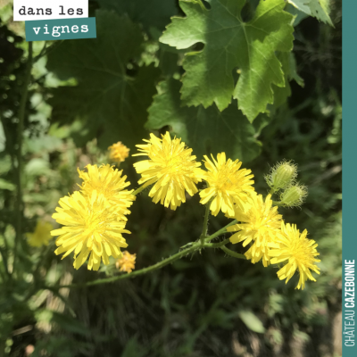 Jolies fleurs de crépide hérissée dans les vignes.