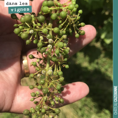 Rester vigilant jusqu'au bout. Mildiou sur grappe sur le cabernet sauvignon de notre parcelle des...