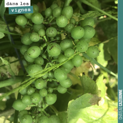 Les sauvignon gris grossissent. De nombreuses petites grappes qui nous promettent une belle petit...