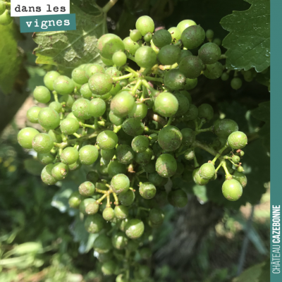 Les cabernet sauvignon grossissent, mais nous n'en sommes pas encore au stade de la fermeture de ...