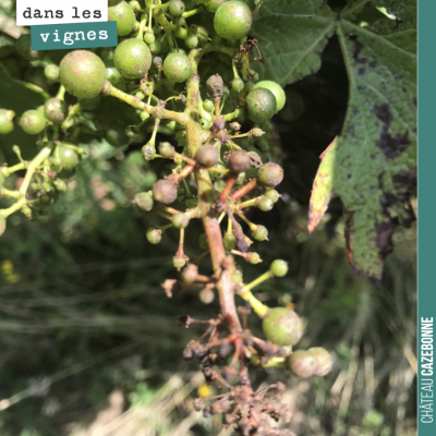 Dans la famille des maladies de la vigne, je demande le rot brun. Ce champignon dessèche la grapp...