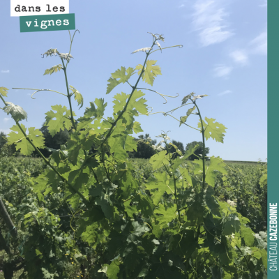 La vigne pousse. Il nous faut écimer pour éviter que le mildiou mosaïque ne se propage sur ces je...