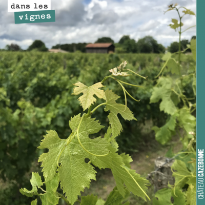 La vigne et ses vrilles est magnifique autour du plateau de Peyron cette année. Un plateau relati...