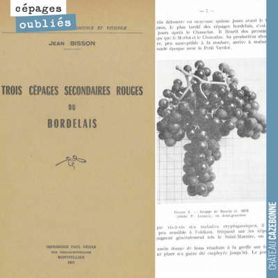 Cet ouvrage de 1957 vante les mérites des cépages accessoires bordelais, ces cépages qui étaient ...