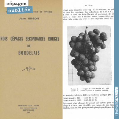 Le Saint-Macaire est un magnifique cépage bordelais injustement oublié. Il a la fâcheuse tendance...