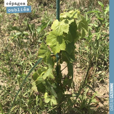 Plant de Bouchalès sur nos parcelles de Darche. Il devrait produire en 2022. Le Bouchalès était t...