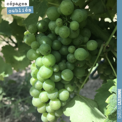 Fermeture de grappe sur le Castets. On a hâte de goûter nos premières grappes de cépages oubliés ...