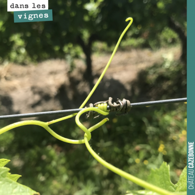 Magnifiques vrilles de la vigne. Chaque fois que je les admire, cela me rappelle le recueil de no...