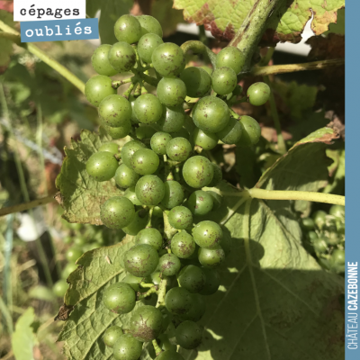 Une grappe de Mancin photographiée la semaine dernière. Dernière ligne droite pour notre maigre p...