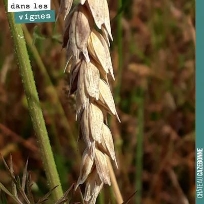 Des variétés de blés anciens de Gironde, semées sur une parcelle en jachère en attendant nos futu...