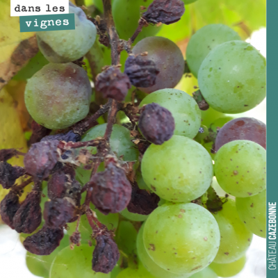 Le rot brun est passé par là. Il faudra trier lors des vendanges pour écarter ces raisins desséchés.