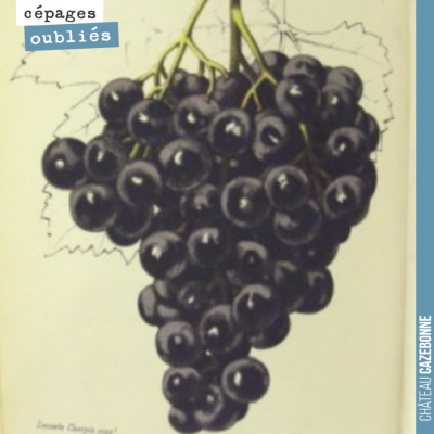 Le malbec était très présent en Gironde au 19ème siècle. Il représentait 25% de l'encépagement su...